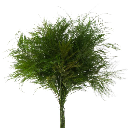 Tiki Tree Fern Greenery1