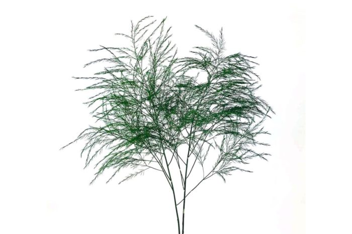 Tiki Tree Fern Greenery1