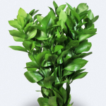 Colombian Ruscus1