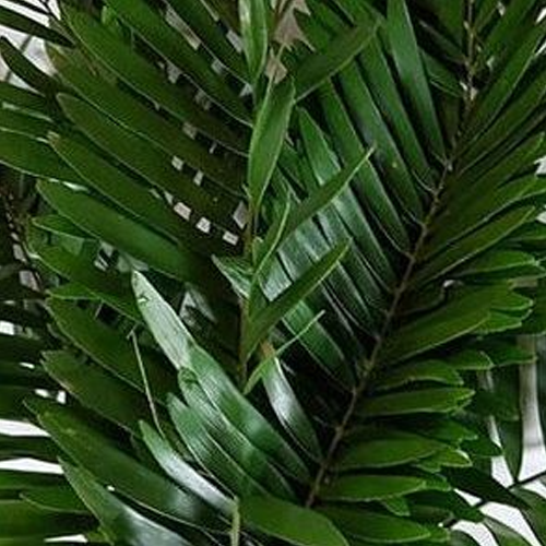 Coontie Fern Greenery1
