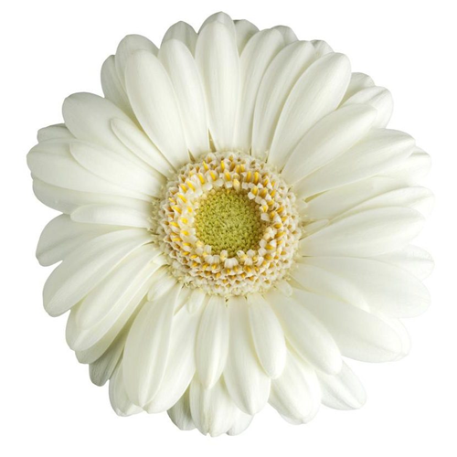 Gerbera Daisy White