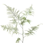 Plumosa Fern Greenery11