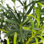 Podocarpus Greenery1