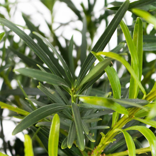 Podocarpus Greenery1