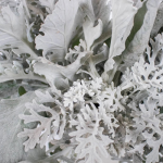Dusty Miller Frosted Sage