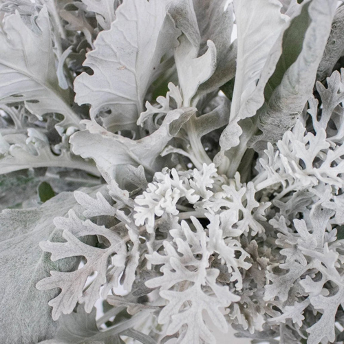 Dusty Miller Frosted Sage