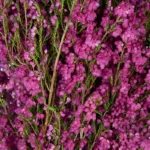 Heather Flower Pink Fillers11