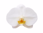 Phalaenopsis Orchids11
