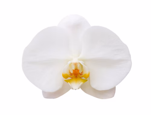 Phalaenopsis Orchids11