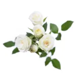 White Spray Roses11