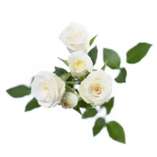 White Spray Roses11