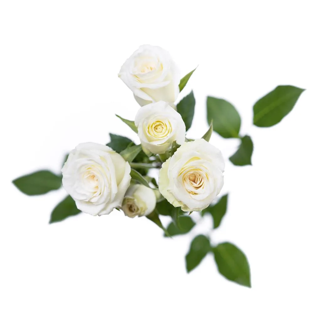 White Spray Roses11
