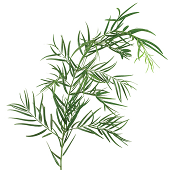 Podocarpus Greenery1