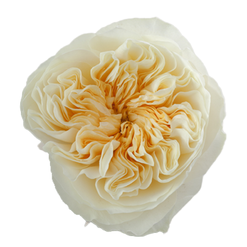 Garden Roses Peach - 20 Stems1
