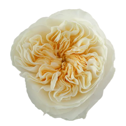 Garden Roses Peach - 20 Stems1