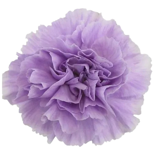 Light Purple Carnation Lavender11