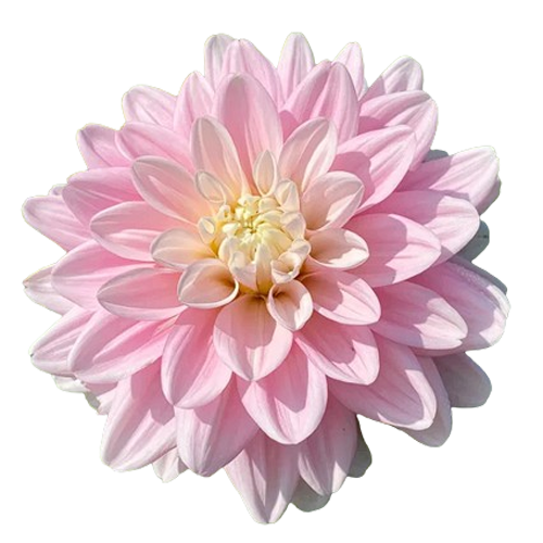 Light Pink Dahlia Flowers