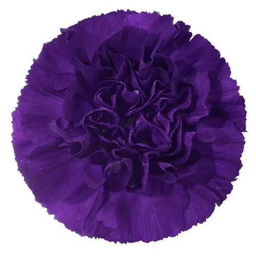 Purple Carnation11