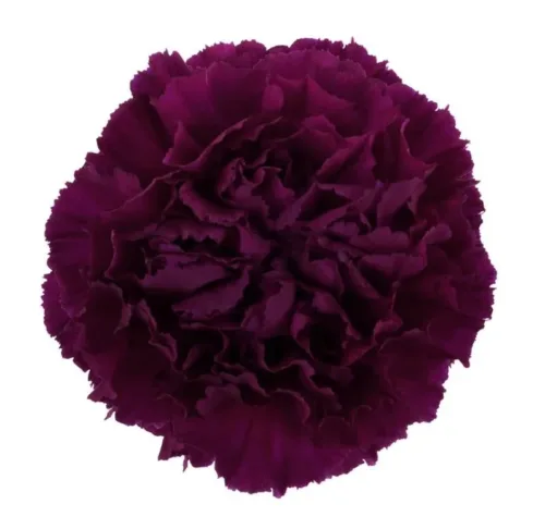 Burgundy Carnation Flowers