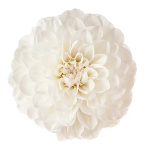 White Dahlia Flowers