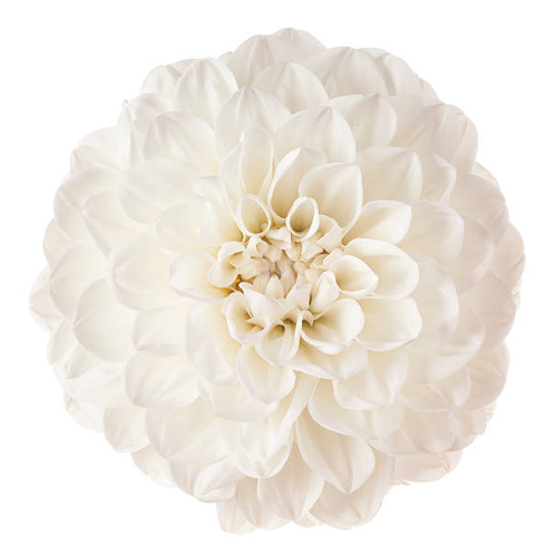 White Dahlia Flowers