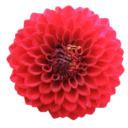 Red Dahlia Flowers