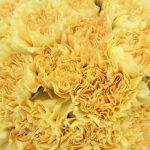 Yellow Carnation Flowers1
