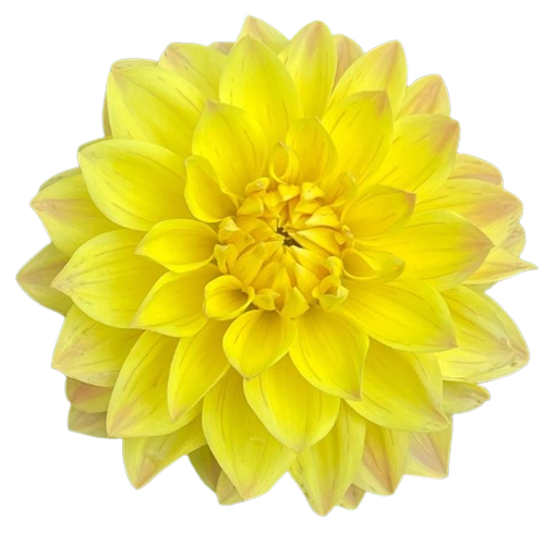 Yellow Dahlia Flowers