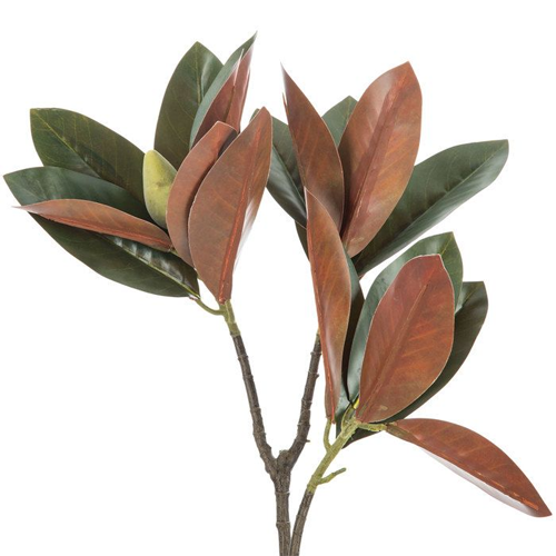 Magnolia Greenery