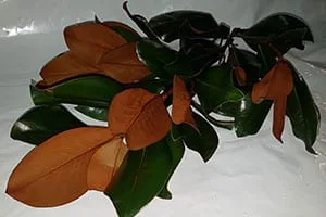 Magnolia Greenery11