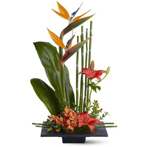 Birds of Paradise Flowers1