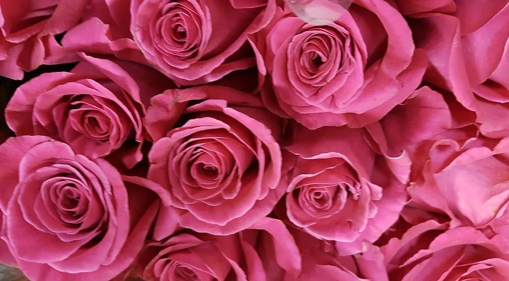 Hot Pink Roses