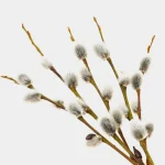 Pussy Willow Branches1