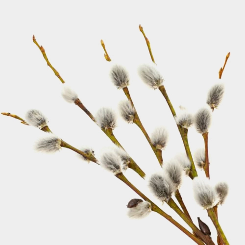 Pussy Willow Branches1