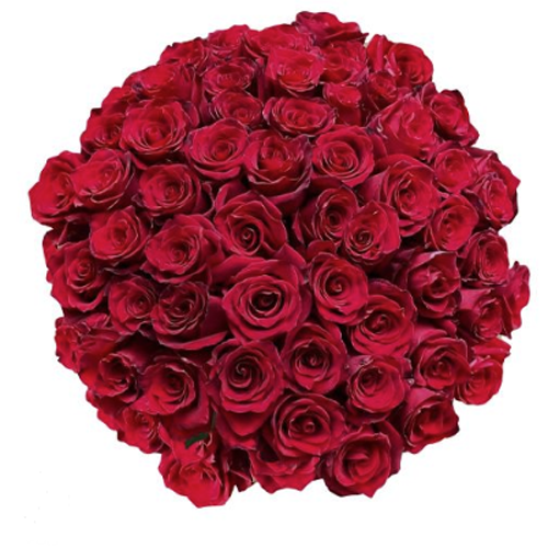 50 Stems Red Roses 1