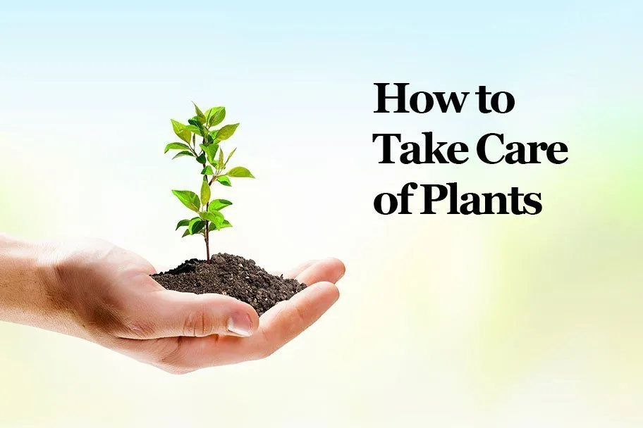 How to Take Care of Plants