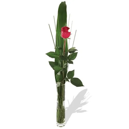 Single Rose11