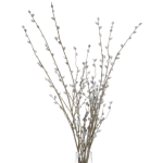 Pussy Willow Branches