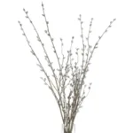Pussy Willow Branches