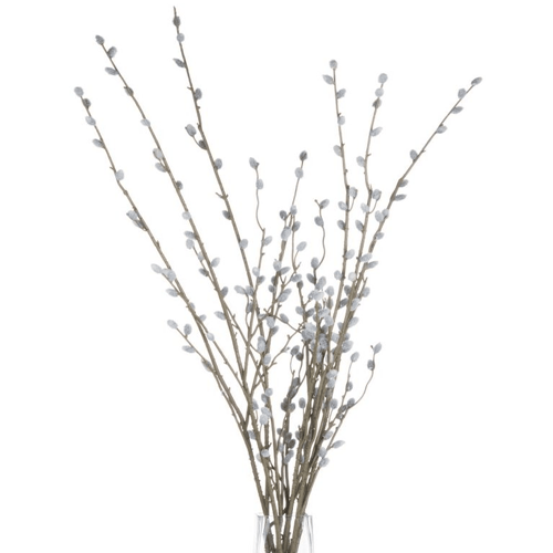 Pussy Willow Branches