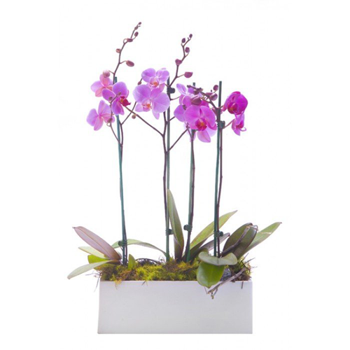 Phalaenopsis Orchids - Splendid1