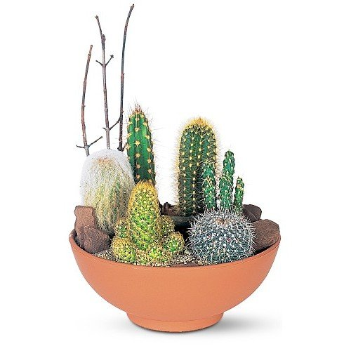 Cactus Desert Plants1
