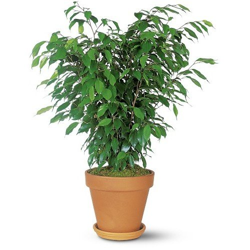 Ficus Benjamina1