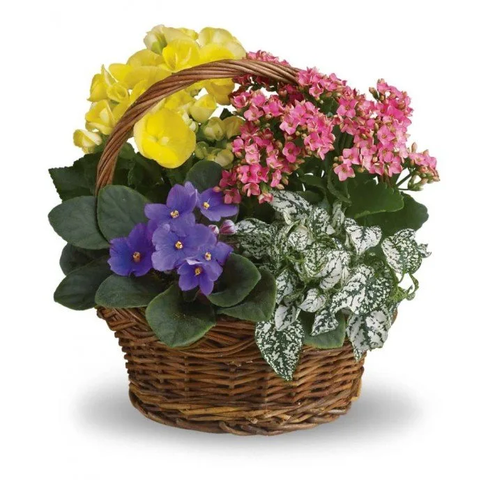 Assorted Flowering Plants