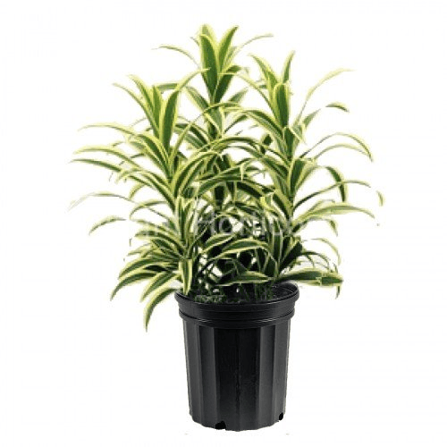 Dracaena Reflexa1
