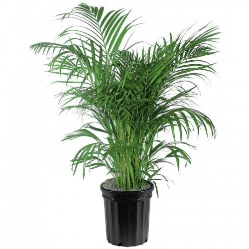 Areca Palm Also Known As Butterfly Palm1