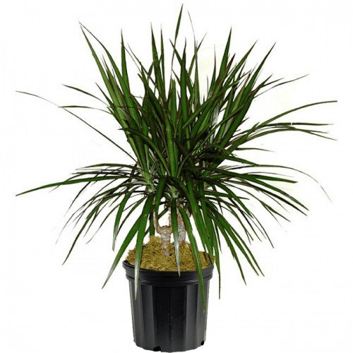 Dracaena Marginata Cane Plant1