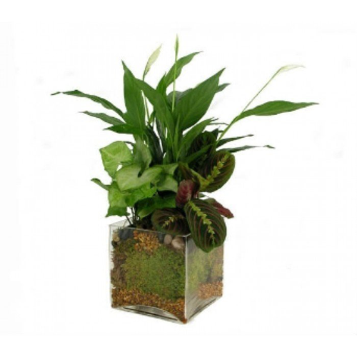 Mother's Day - Glass Flowering Plants1