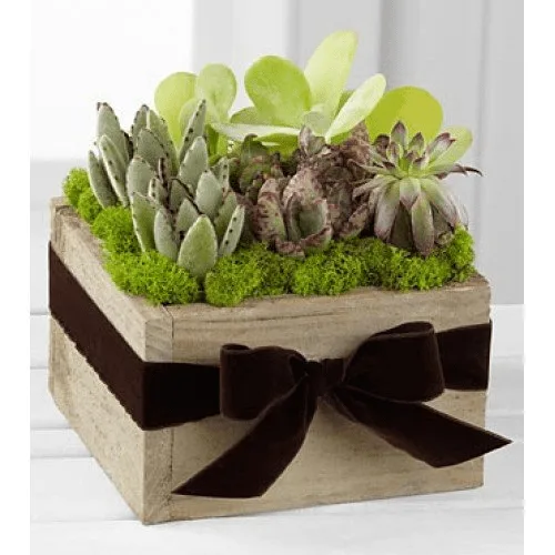 Contemporary Dish Garden1