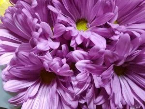 Chrysanthemum Spray Daisy Purple1
